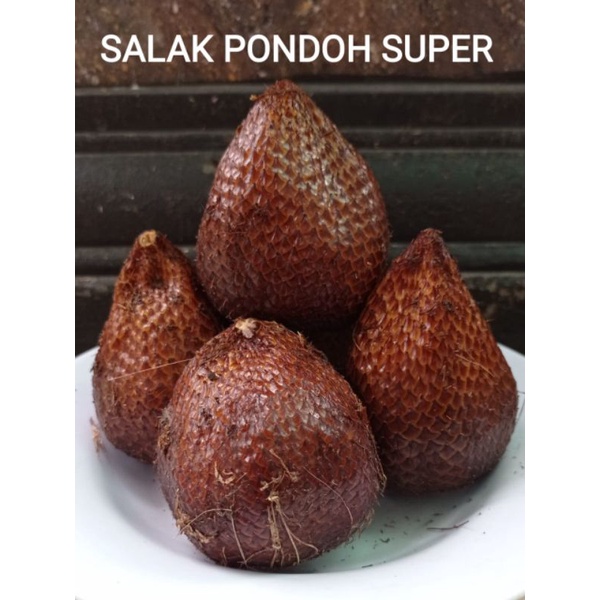 SALAK PONDOH SUPER ASLI SLEMAN