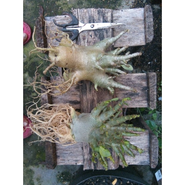 arabicum gogji Thai soco rcn adenium black