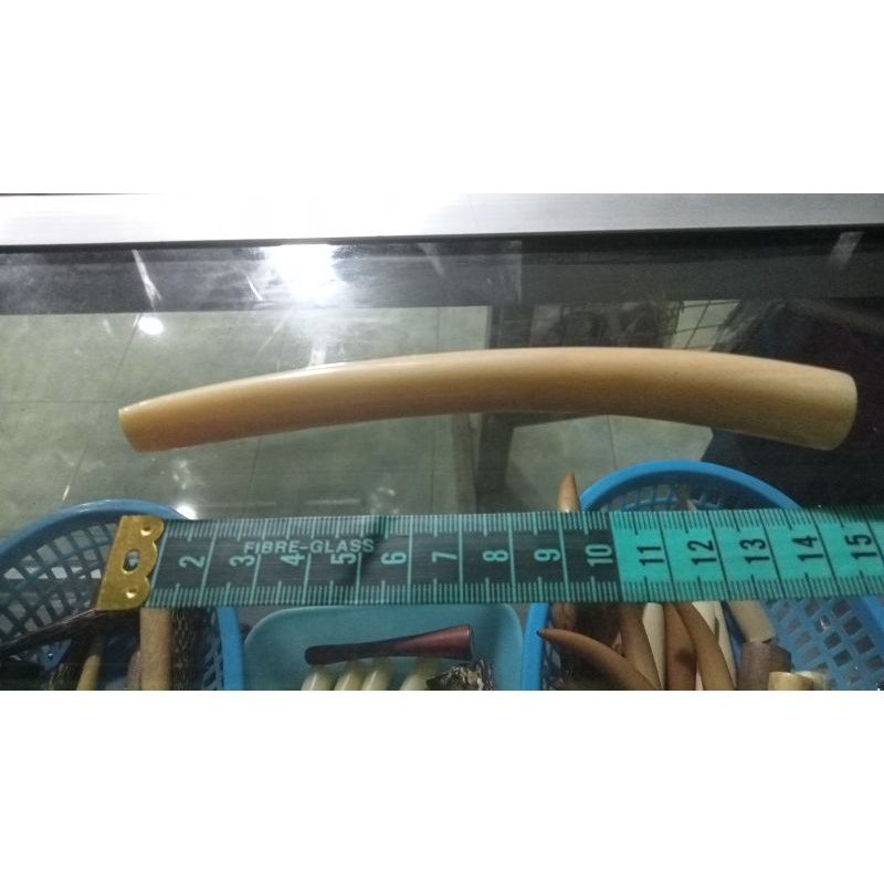 pipa iga duyung