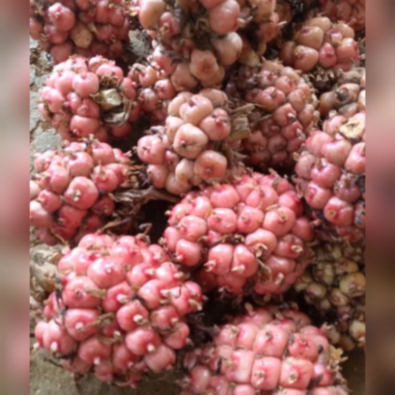 

ASAM CEKALA / ASAM CIKALA / ASAM PATIKALA /BUAH KECOMBRANG 1 KG