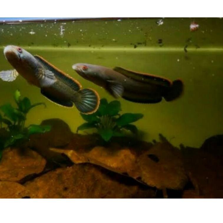 ((Code)(G88K)♫♪) Limbata pair Big Size(sepasang) proses cepat