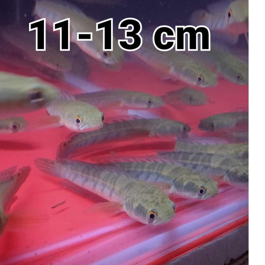 Mall Ikan Channa Maru Yellow Sentarum Size 17-20, 14-16, 11-13, 8-10 cm - Chana YS Genetik Bagus Bahan Proges Mata Merah Bar Rapi