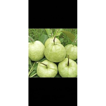 

JAMBU KRISTAL FRESS LANGSUNG DARI POHON