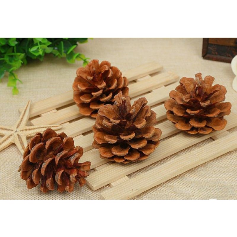 Buah Pinus / Biji Pinus / Bunga Pinus / Hiasan Rustic / Hiasan Estetik Kerajinan Rustic