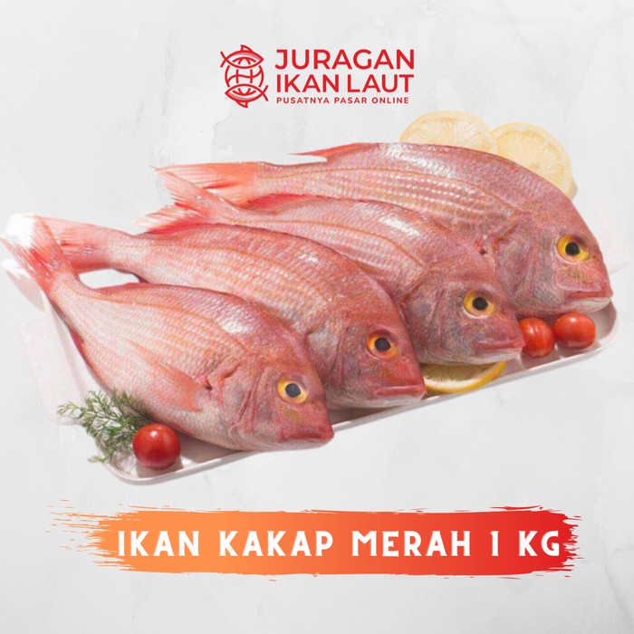 

Ikan Kakap Merah Segar Fresh Berkualitas - 1 Kilogram