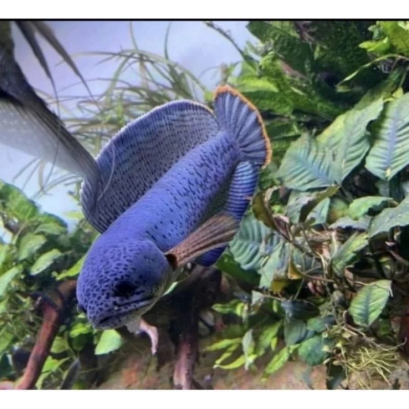 CHANNA BARCA KUALITAS TERBAIK