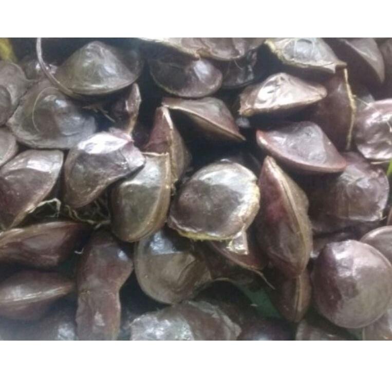

(|X-XQ|)✪✎ JENGKOL MUDA/LALAPAN JENGKOL/JENGKOL SEGAR proses cepat