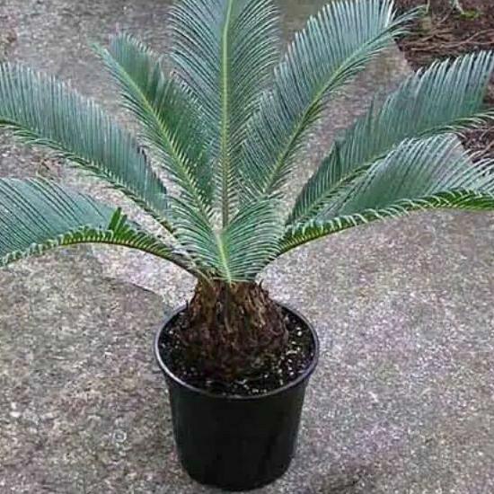 Jual Star Seller Tanaman Hias Indor Cycas Tanaman Hias Palm Sikas Pohon Palem Sikas