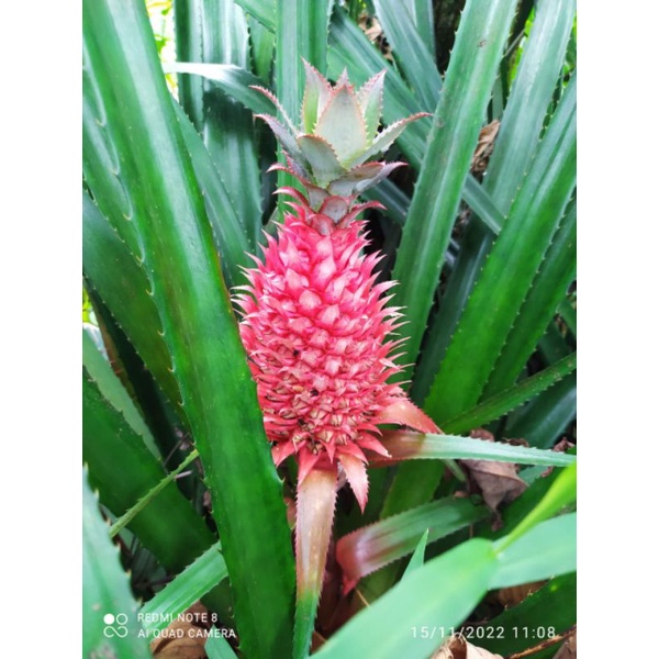 

nanas muda nanas hutan per biji untuk pelancar haid