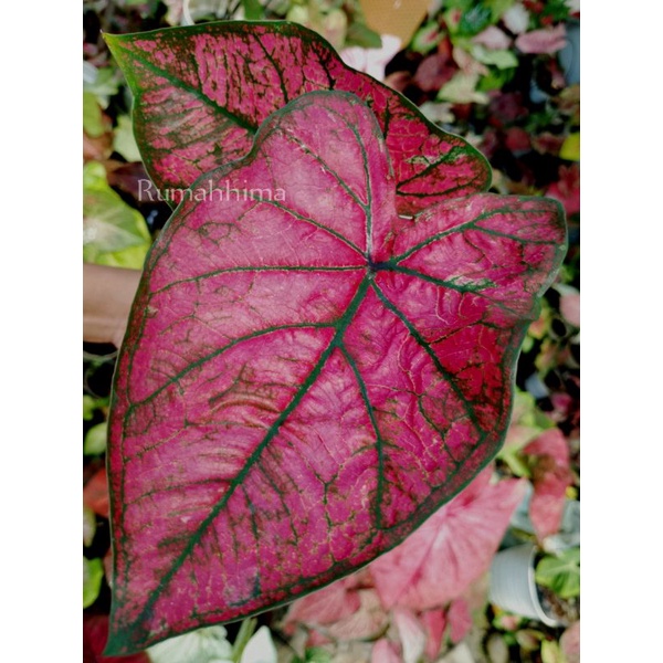 caladium vestivia pink fanta , keladi , kelady , keladi Silangan , keladi hybrid , keladi vestivia ,