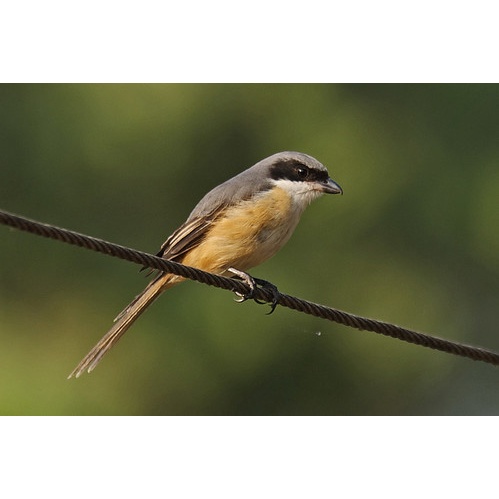 Burung Pentet Trotolan