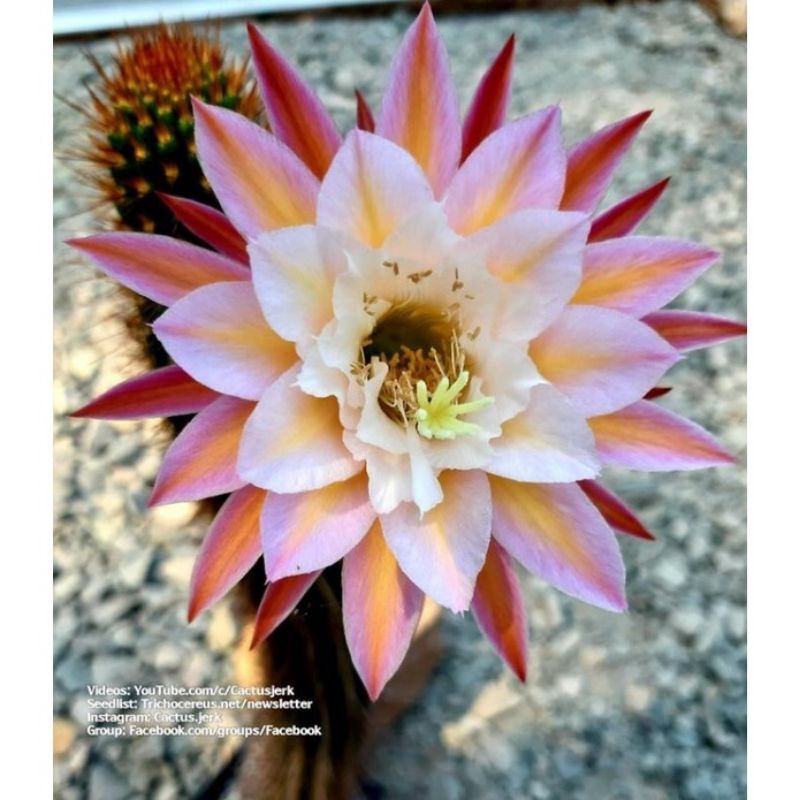 Wijaya Kusuma keris White Red - Tanaman hias Wijaya Kusuma keris - Bunga gantung Wijaya Kusuma keris