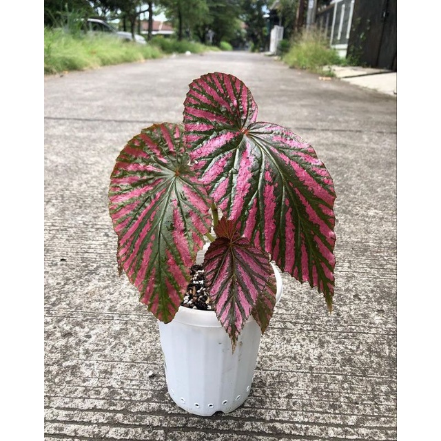 tanaman hias begonia walet - begonia rex walet - Tanaman Hias Begonia Brevirimosa