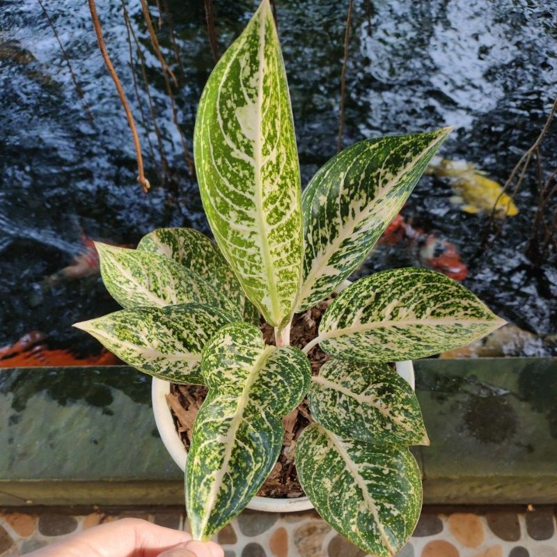 AGLONEMA TIARA PUTIH| BAWA BONGGOL