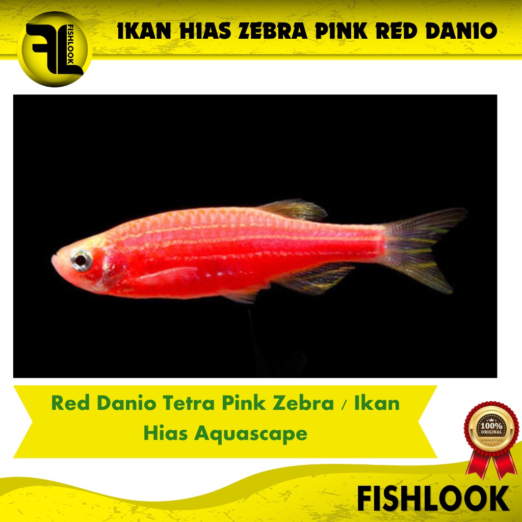 ikan hias aquascape Glofish Danio zebra Import