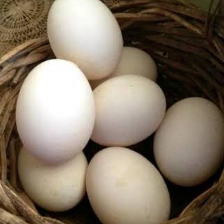 (F-O8O)(㊛) telur ayam bangkok fertil asli petarung per 1 butir murah