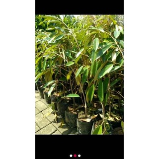 

WOW BANGET Bibit Durian Bawor ♔ 861