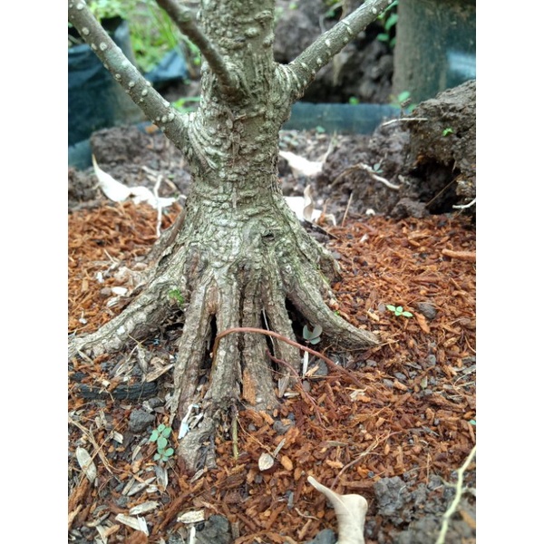 bahan bonsai kimeng pecah batang recomended