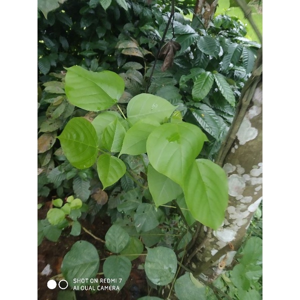 

daun dadap 50 lembar