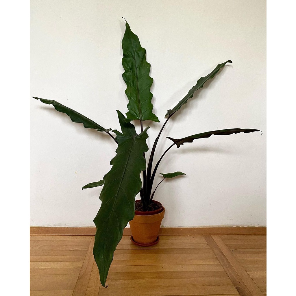 Alocasia keris Papua / keladi keris hitam / Alocasia lauterbachiana