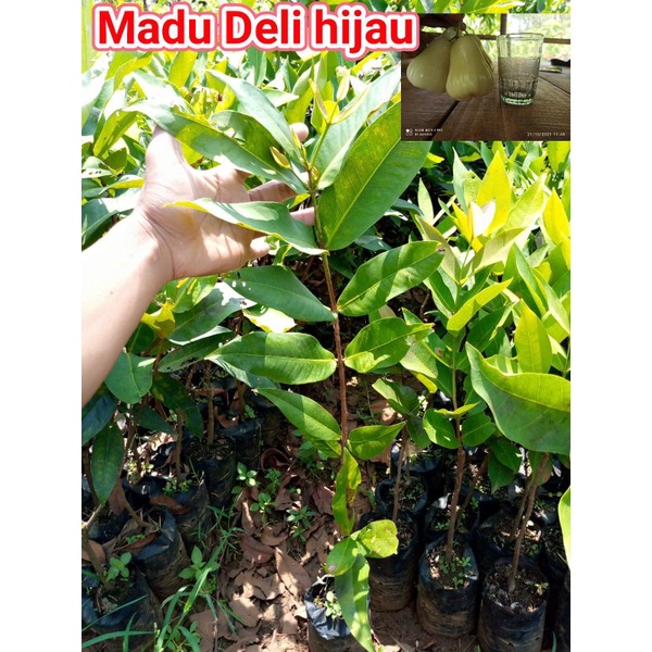 bibit jambu madu Deli hijau