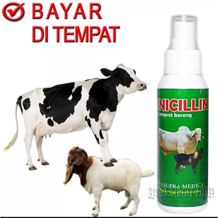 PINICILLIN SPRAY OBAT SEMPROT KORENG BOROK SAPI ANTI INFEKSI KULIT KAMBING KERBAU  AMPUH