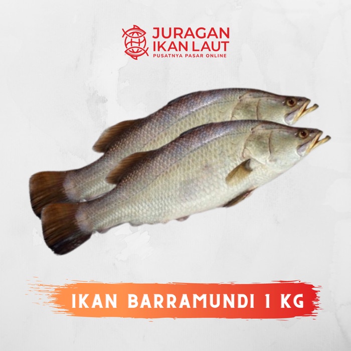 

Ikan Kakap Putih Segar - 1 Kilogram JABODETABEK