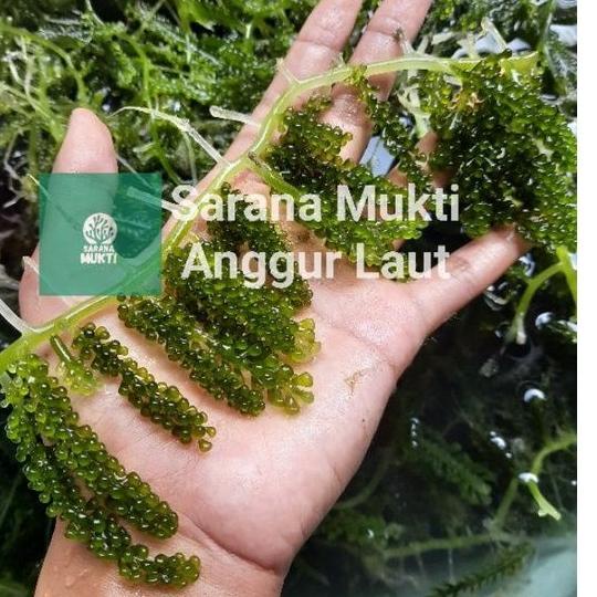 

(X6)O☎) Anggur laut/ Green Caviar/ Latoh/ Lawi lawi/ Sea Grapes (Caulerpa Sp.) trending