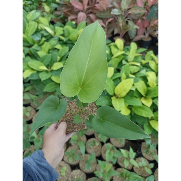Anthurium Corong