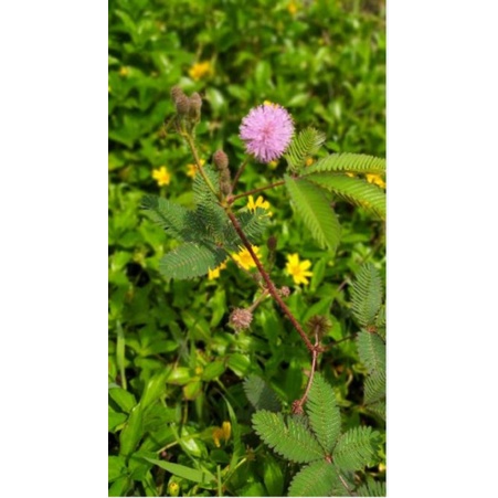 

Daun putrimalu organik daun herbal dipetik dadakan