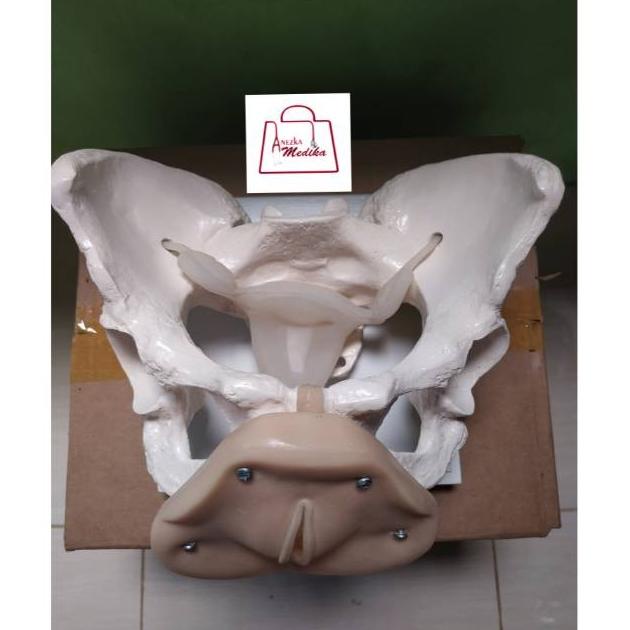 Phantom Manikin Kerangka Panggul Kelamin Wanita