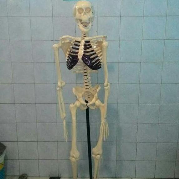 MODEL TENGKORAK KERANGKA MANUSIA BESAR