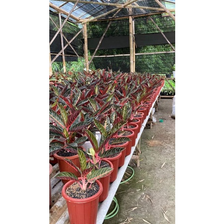 Aglaonema Red Sumatra / Pride of Sumatera/ POS  GARANSI ORIGINAL