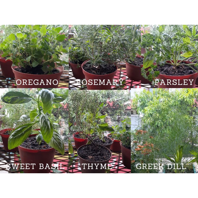 Paket Herbs Basil Rosemary Thyme Oregano Parsley Dill Plus Pot