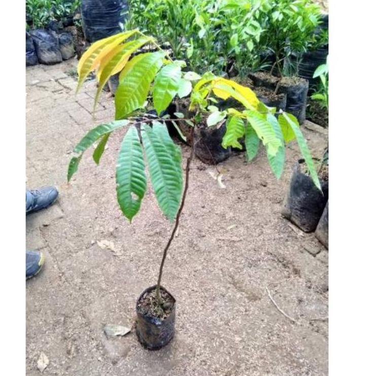 や bibit buah matoa siap berbuah ⁂