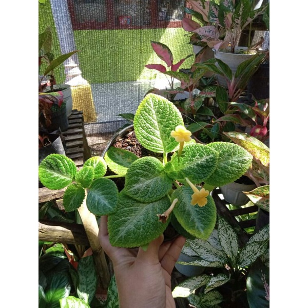 episcia monet bunga kuning