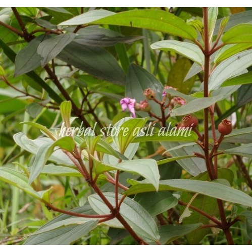 

herbal daun senggani atau daun harendong segar