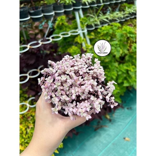 Pink Lady Callisia Repens tanaman