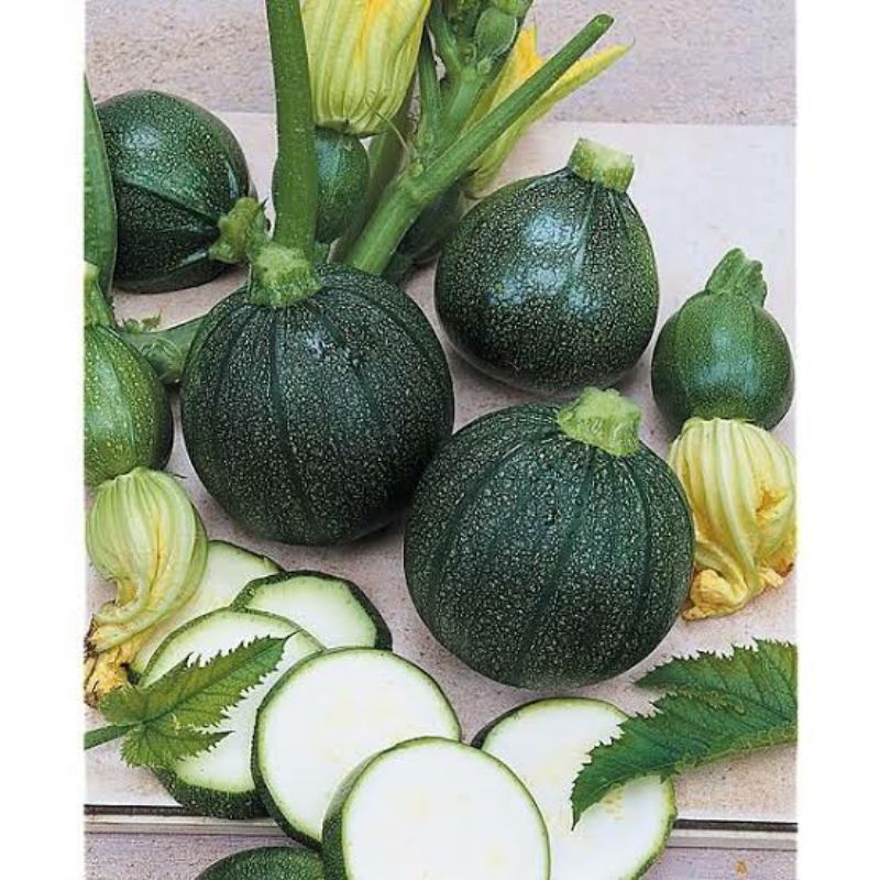 Benih ZUCCHINI BULAT HIJAU import langka isi 1 biji