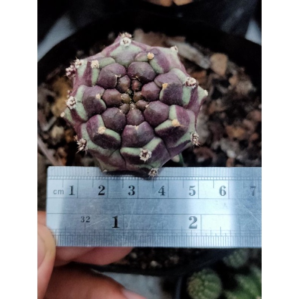 DAYDREAM//GRAFTING 3ANGLE//KAKTUS//KAKTUS MINI//KAKTUS HIAS//MIHA HYBRID//MIHANOVICHI//GYMNOCALYCIUM
