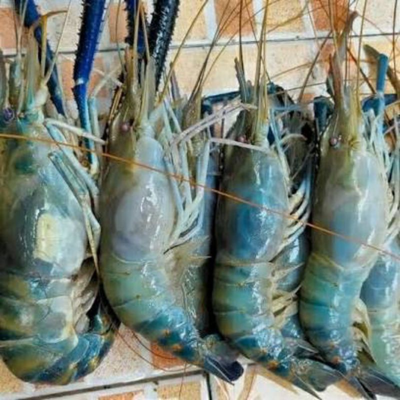 

Udang Gala Sedang