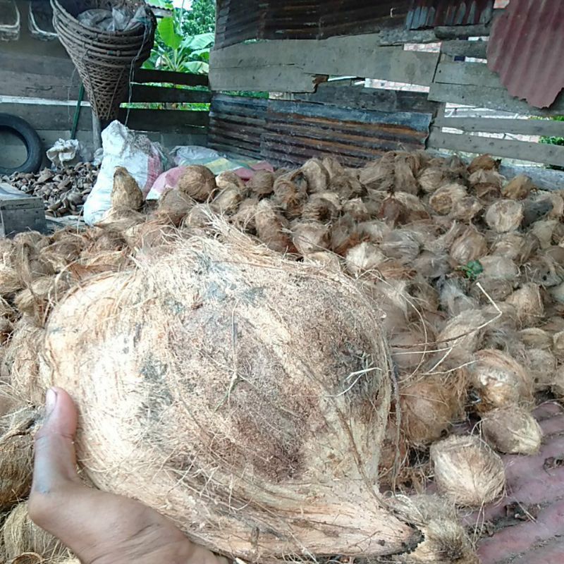 

kelapa tua utuh fresh