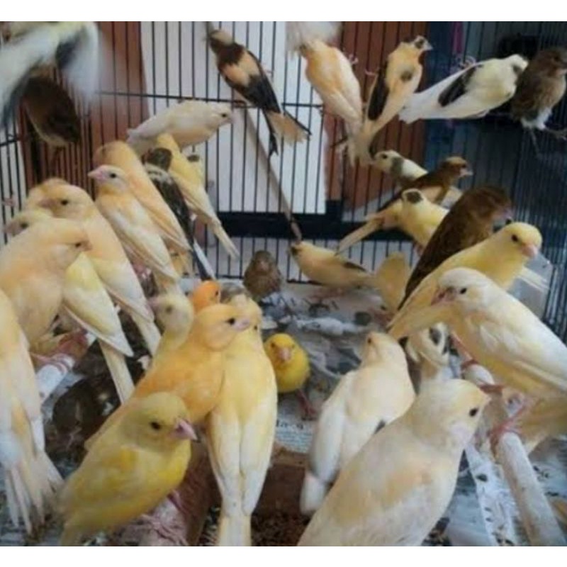 Kenari loper malang bahan CERAH