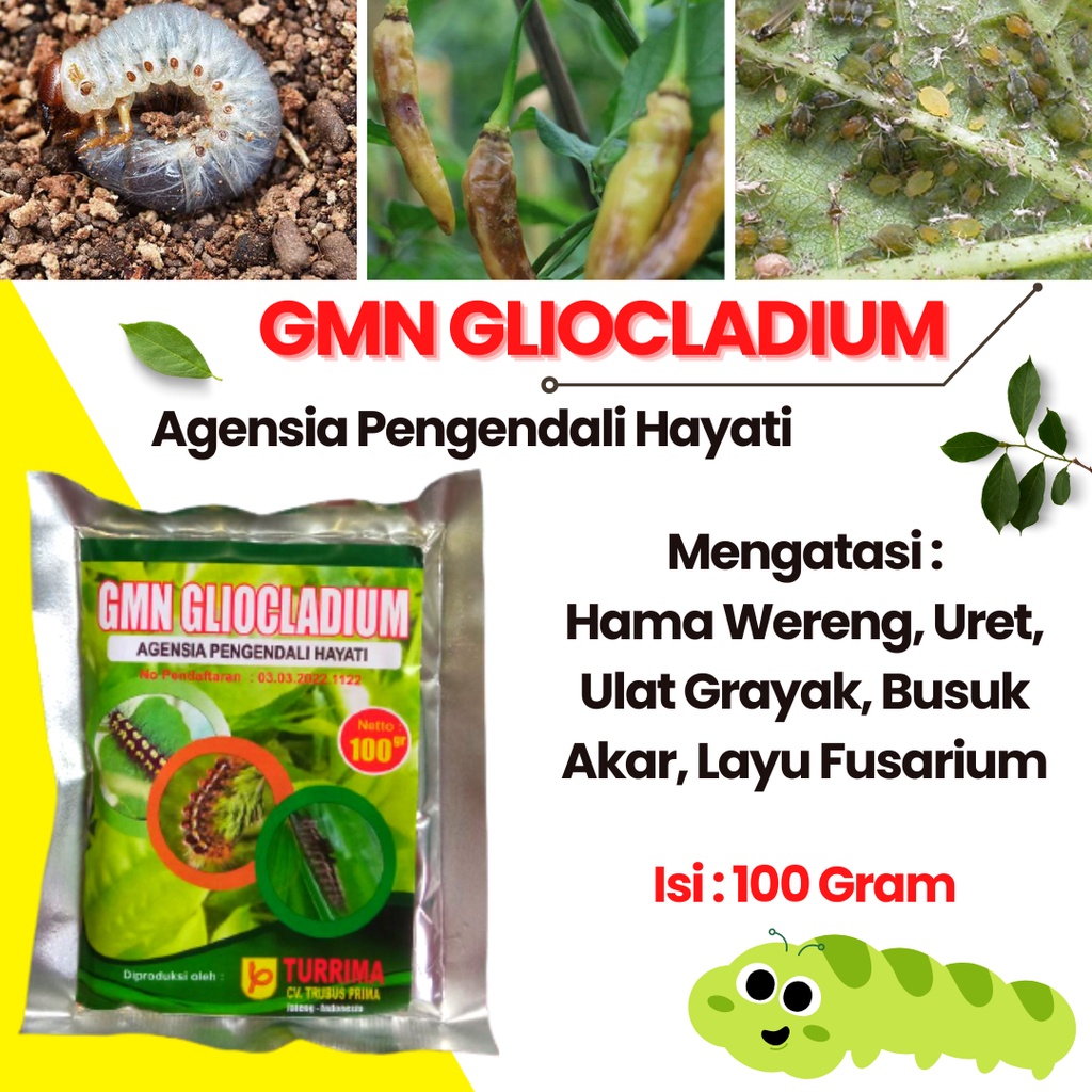 Pupuk Tanaman Cabe Anti Semut Dan Kutu Putih, Obat Layu Dan Busuk Buah