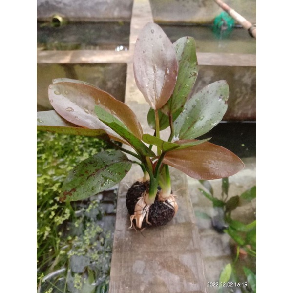 Echinodorus Red rubin media wabikusa tanaman aquascape