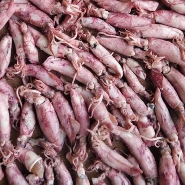 

RECOMENDED ikan cumi asin setengah kering 1kg murah enak ♨ 874
