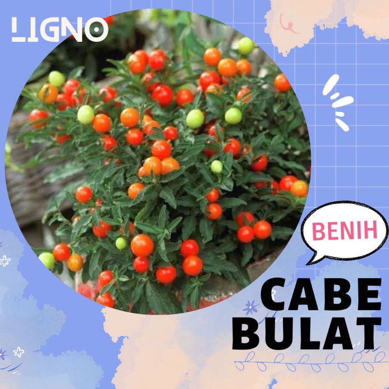 Benih CABE BULAT - Biji Bibit Cabai Hias