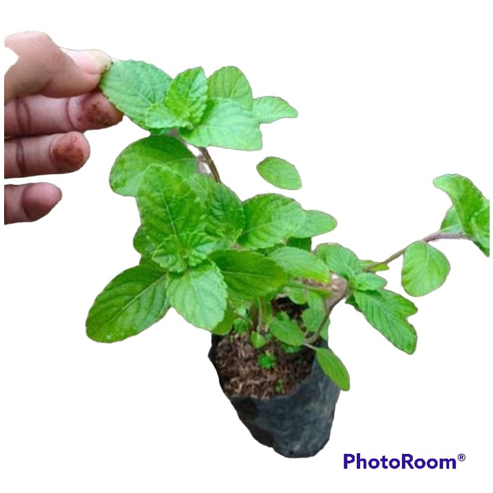 Bibit Tanaman Cincau Hitam Daun Cincau Hitam