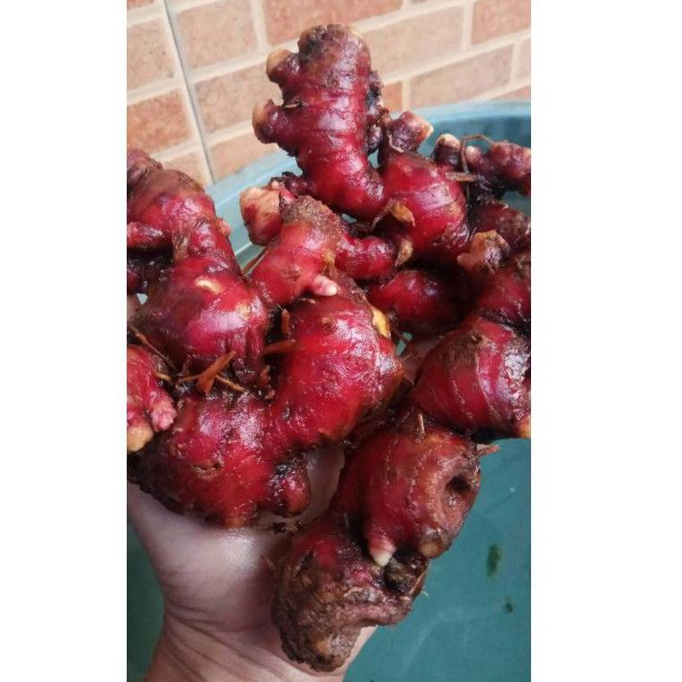 

ㄱ JAHE MERAH FRESH / JAHE MERAH LOKAL / JAHE MERAH KILOAN ㍿