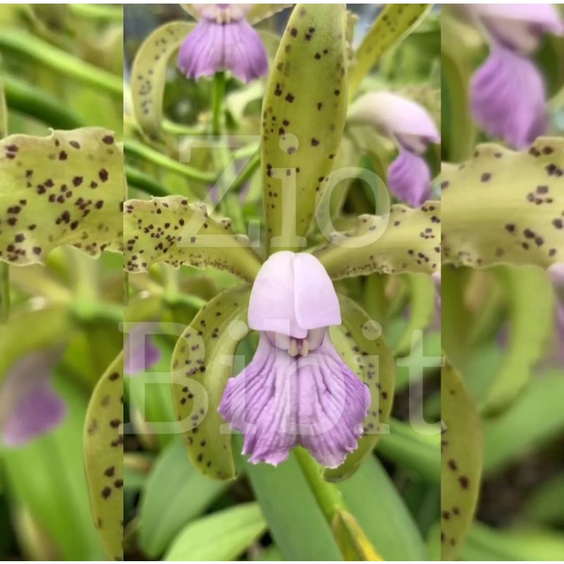 Bibit/benih/biji bunga anggrek bulan/tanaman hias